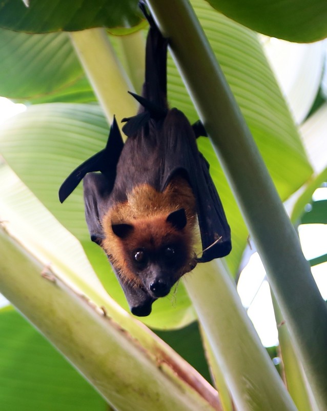 Летучая лисица - Анна Уварова