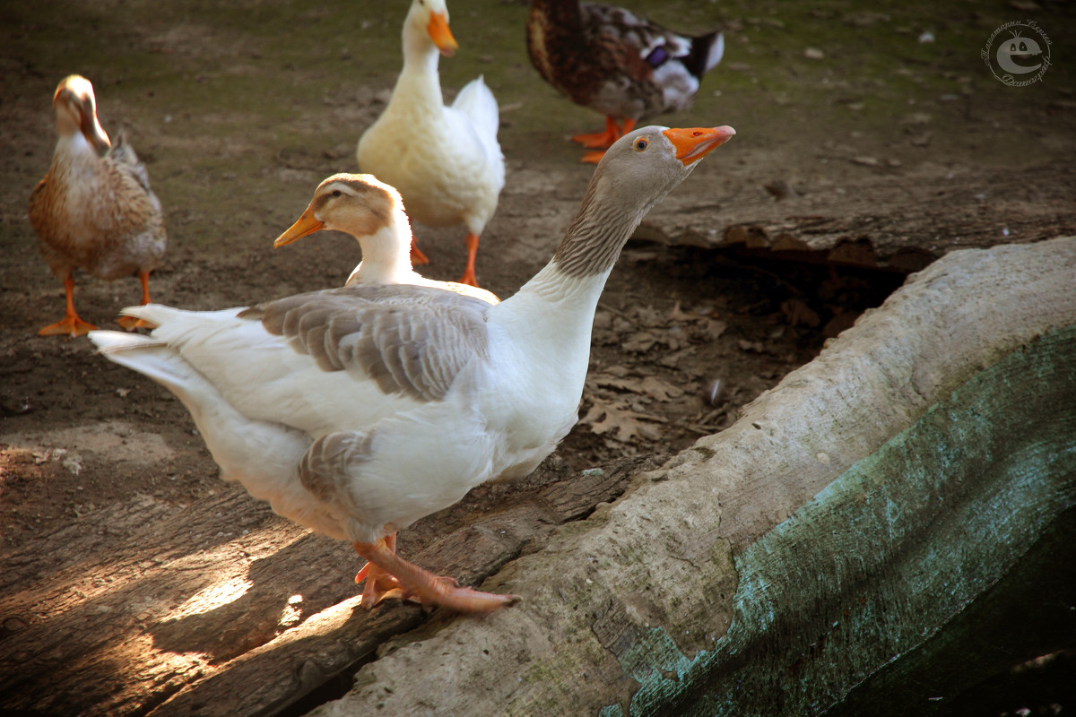 Гусь - Сергей Тараторин Гусь - Сергей Тараторин