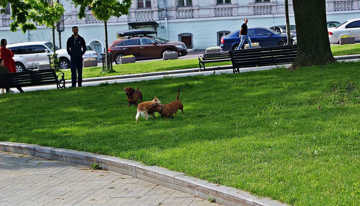 дела собачьи... - Александр Корчемный