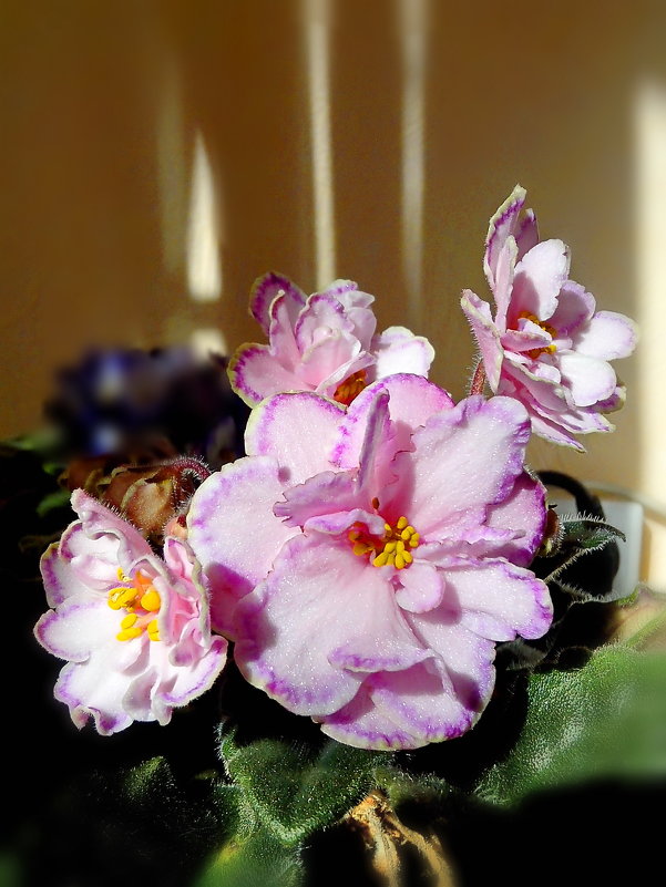 Опять фиалка на окне, нам подарила свой букетик. - Анна Приходько Опять фиалка на окне, нам подарила свой букетик. - Анна Приходько