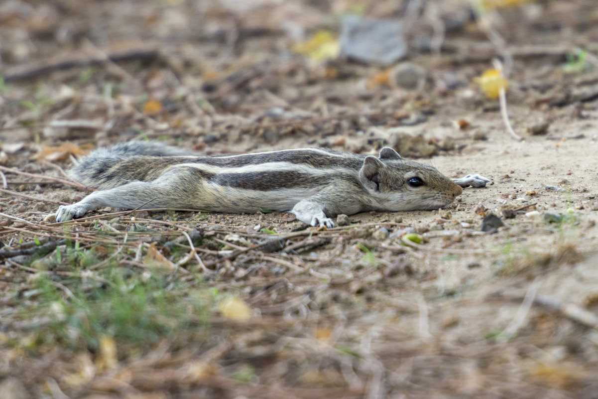 Пляжный сезон открыт - Oleg Пляжный сезон открыт - Oleg