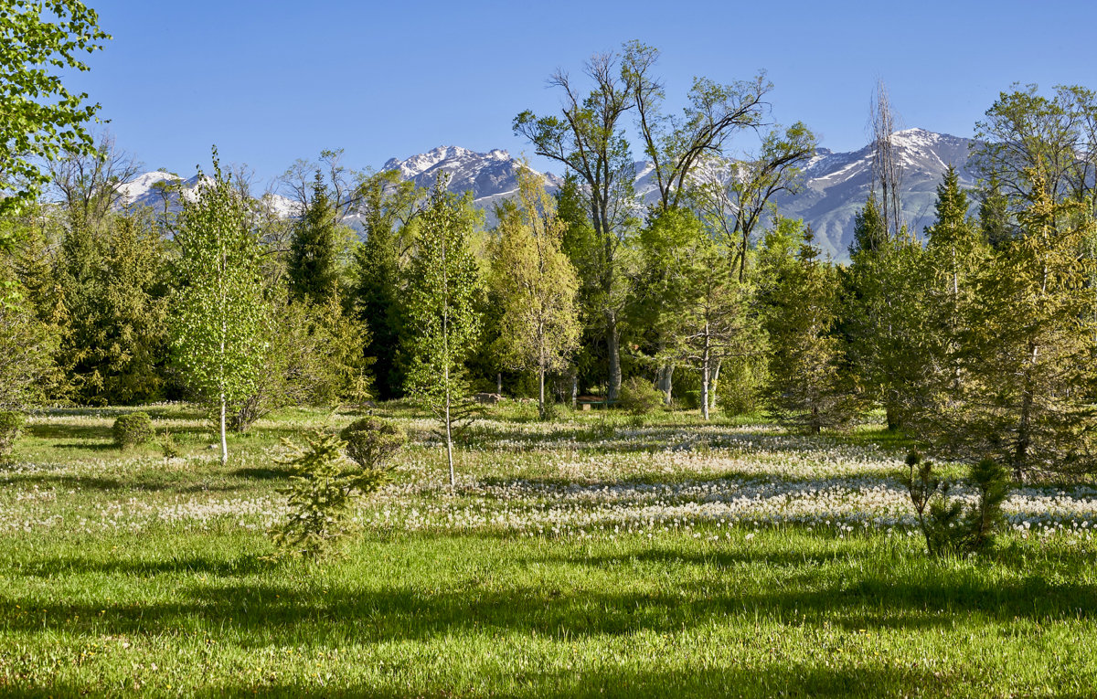 Одуванчиковая поляна - Сергей Рычков