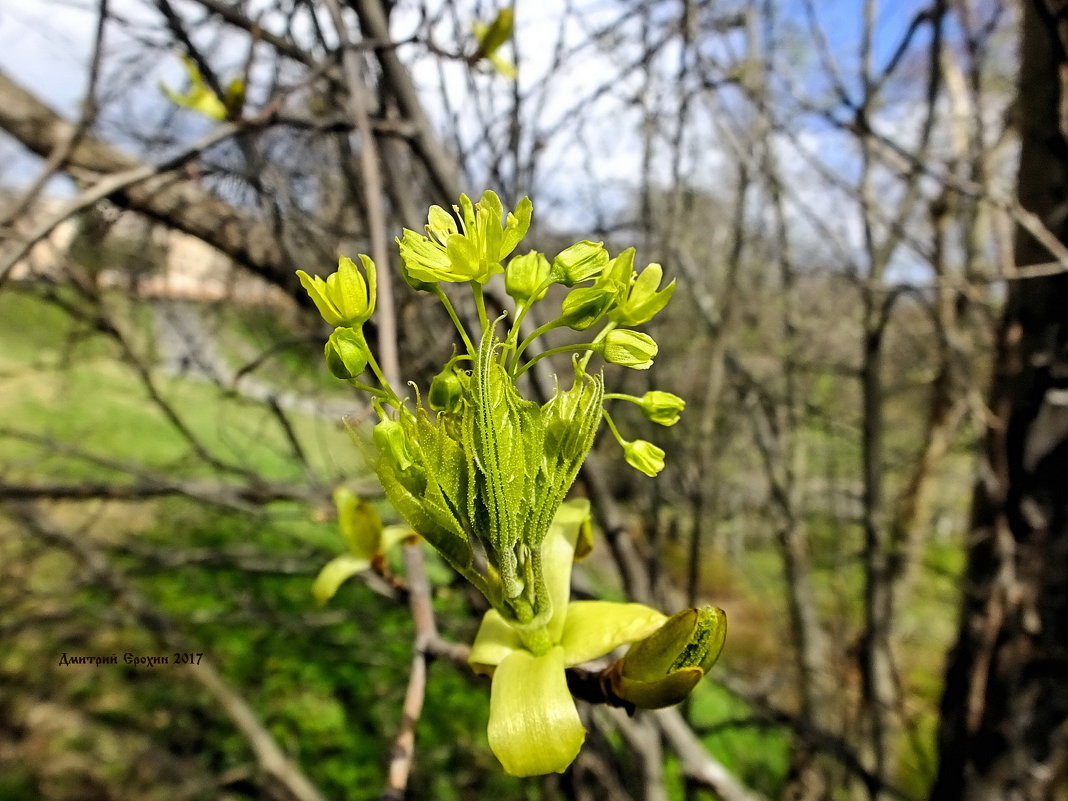 Зацвел Клен - Дмитрий Ерохин