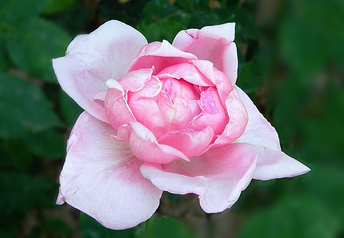 Нежность - Вячеслав Платонов Нежность - Вячеслав Платонов