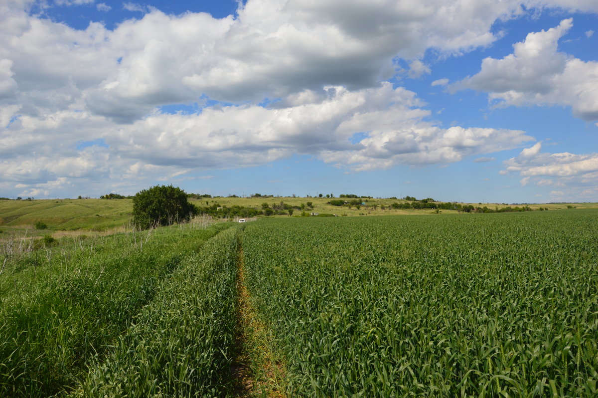 Мои дороги. - Виктор ЖИГУЛИН. Мои дороги. - Виктор ЖИГУЛИН.