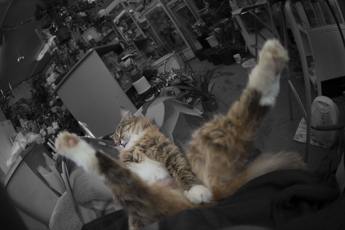 Киса спит....она устала.... - Елена Васильева Киса спит....она устала.... - Елена Васильева