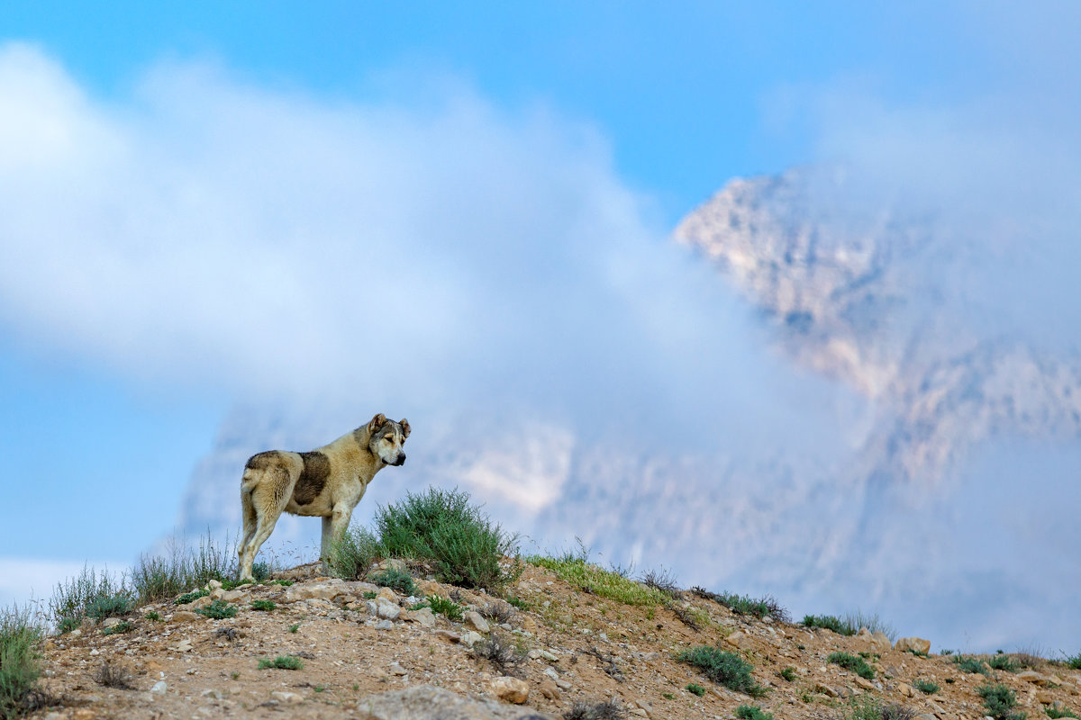 помощница пастуха - Павел Беляев