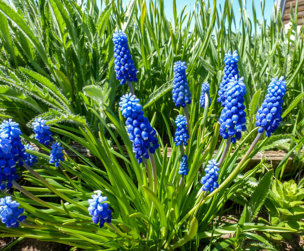 первоцвет) - Елена Кордумова