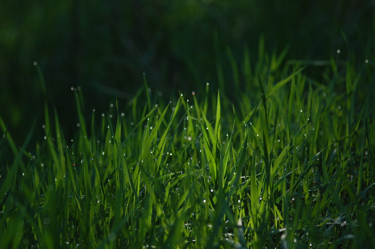 Роса - Olga Golub