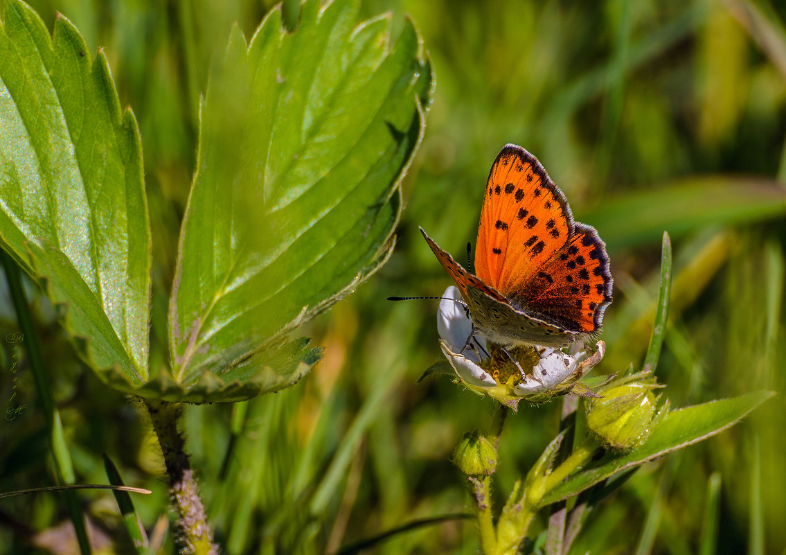 ... - Владимир M ... - Владимир M