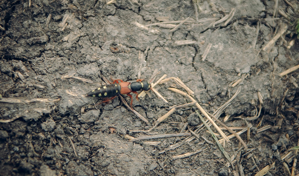 Staphylinus caesareus. - Evgenija Enot