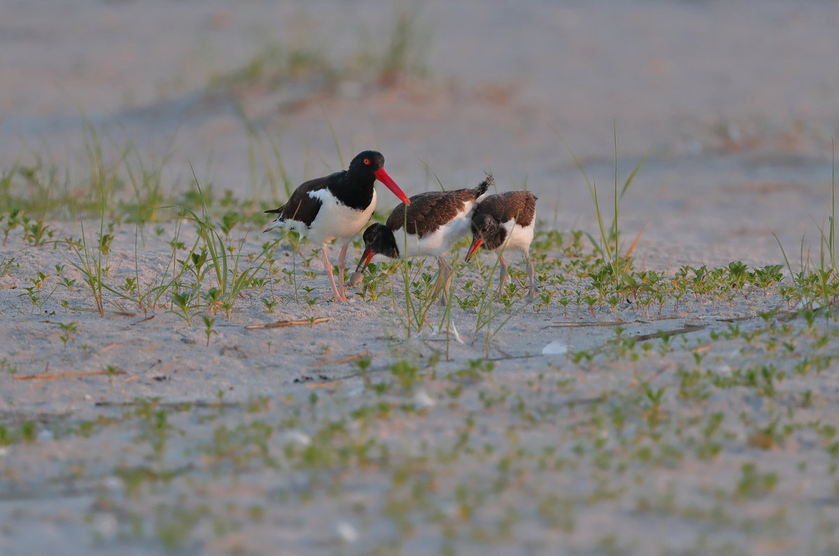 oystercatcher кормит птенцов - Naum 