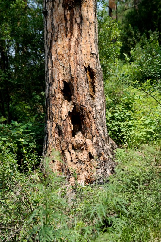 ... - Олеся Кудряшова