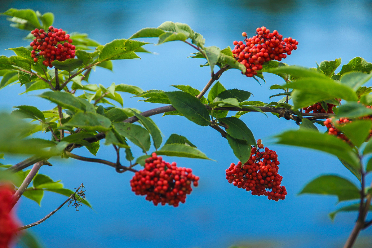 Бузина у Енисея - Евгения Бурлуцкая