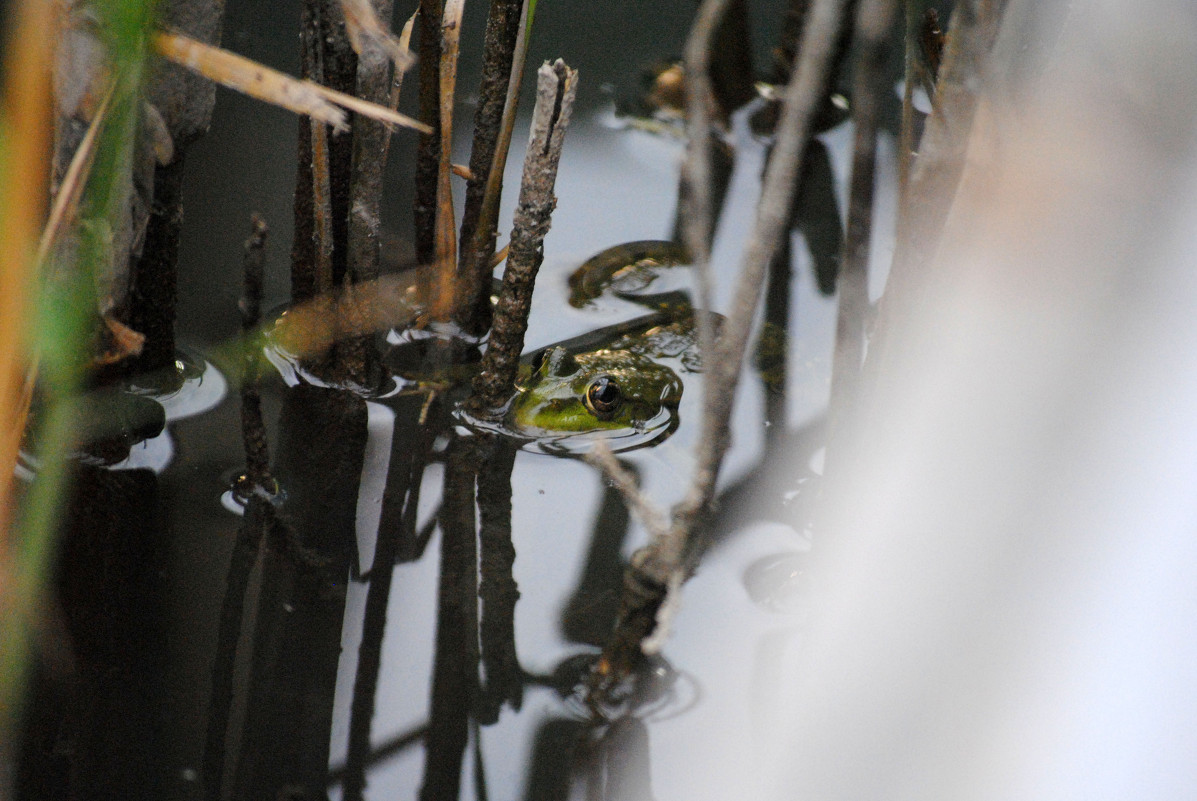 Frog - Аня Каракулова