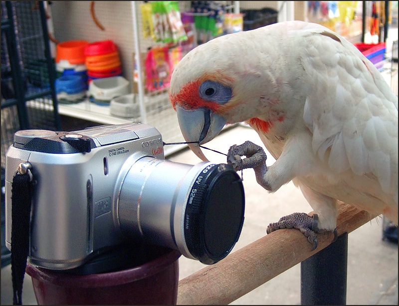 Фотограф щелкает и птичка вылетает - Аркадий Голод