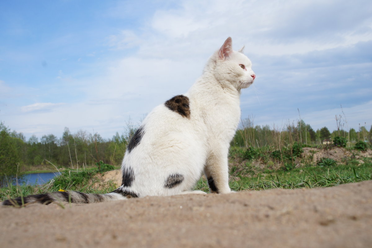 Котик - Татьяна Белогубцева