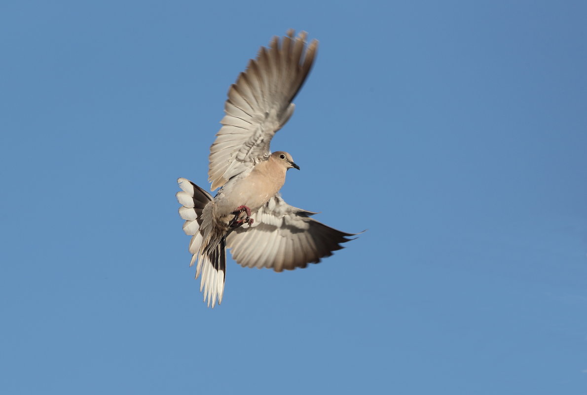 morning dove - Naum 