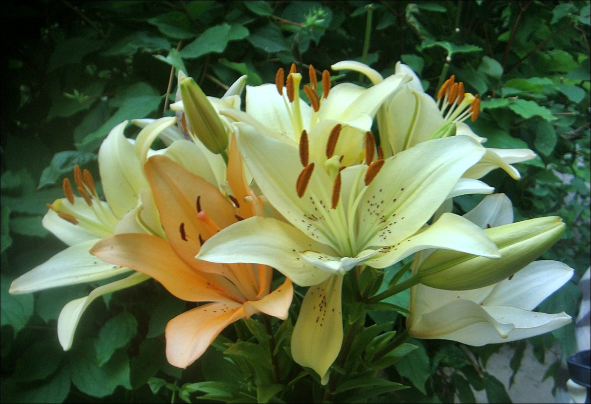 Для друзей - Нина Корешкова Для друзей - Нина Корешкова