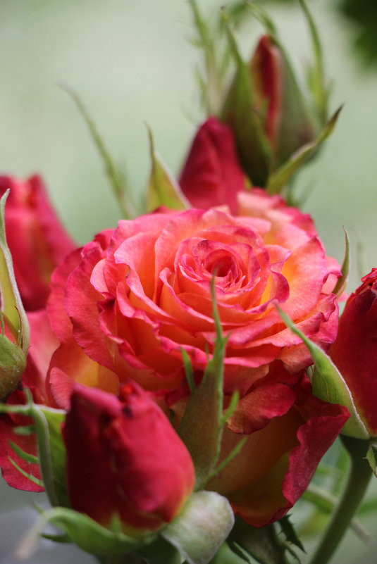 ..... - Юлия Манчева