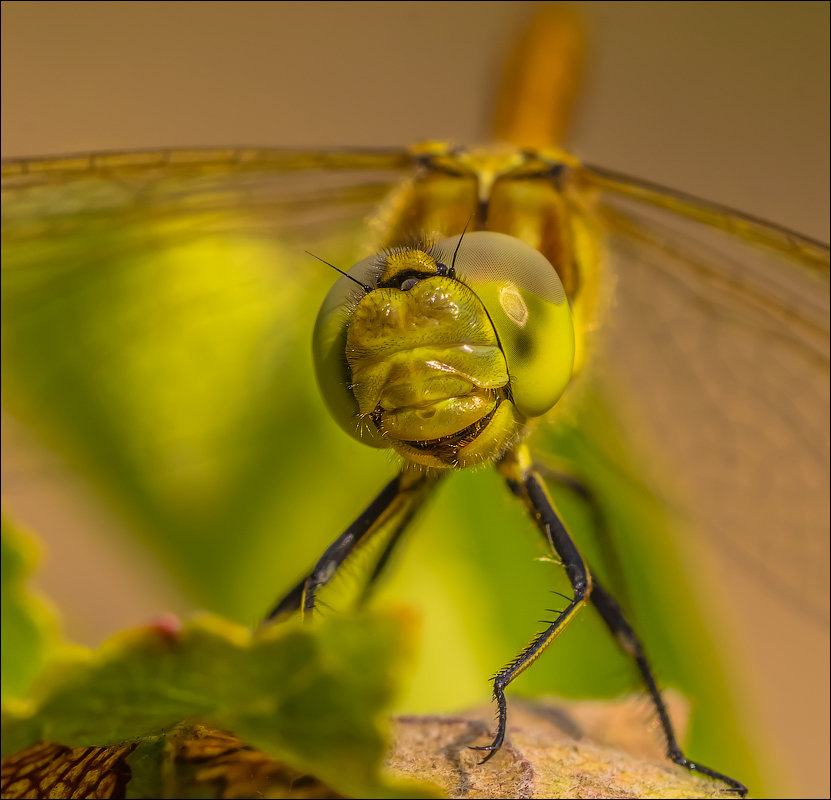 .... - Андрей Бурлов