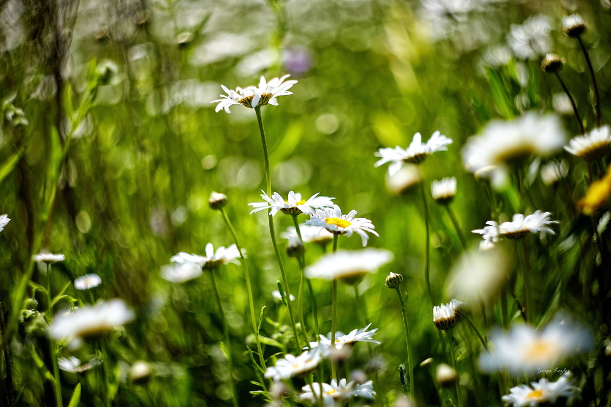 img_6931 - Сергей Козлов