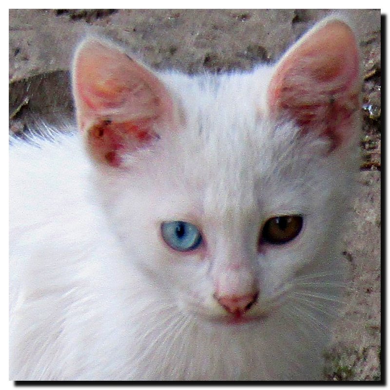 С  РАЗНЫМИ  ГЛАЗКАМИ:  ГОЛУБЫМ  И  ЖЁЛТЫМ. - Ivana 