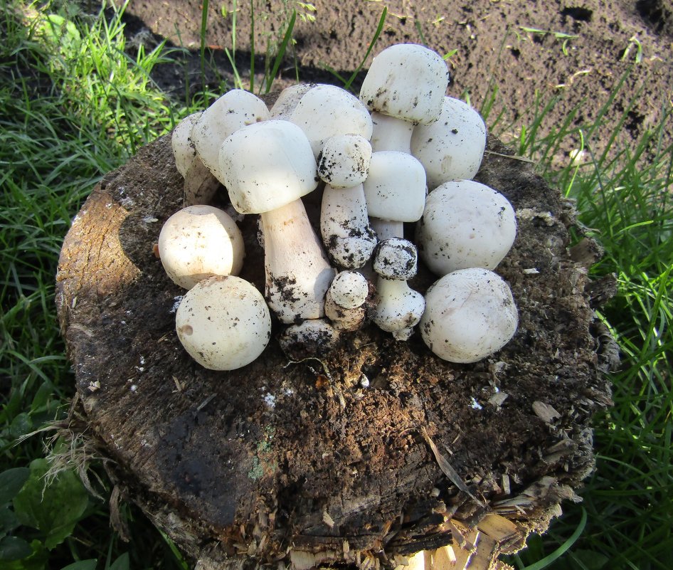 У меня в садочке выросли грибочки - Galaelina *** У меня в садочке выросли грибочки - Galaelina ***