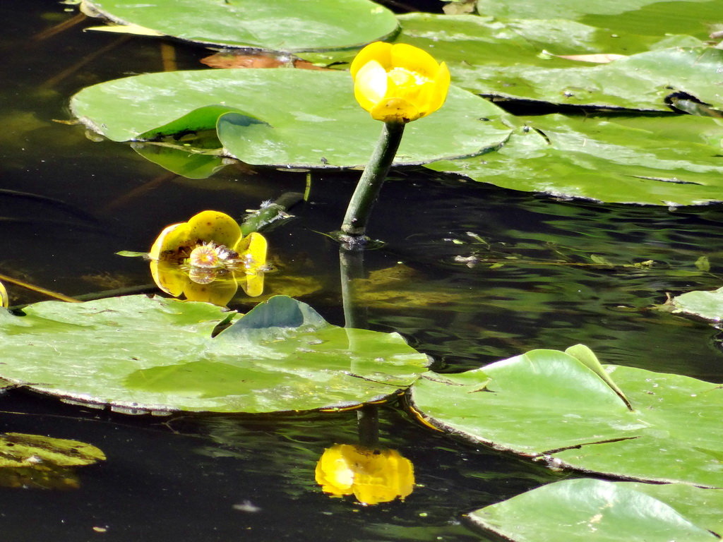 Кувшинки. - Алексей Цветков