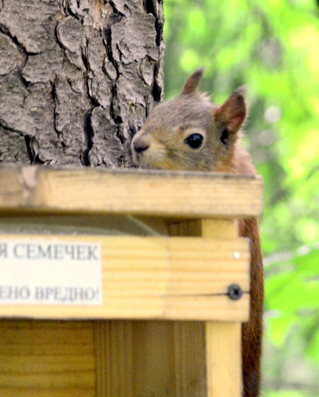 Поход за семечками  1 - Сергей 