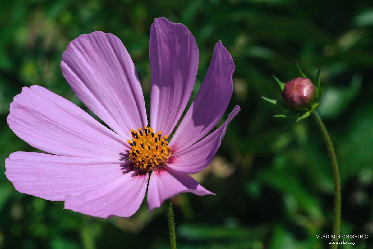 Цветёт космея - Sait Profoto Цветёт космея - Sait Profoto