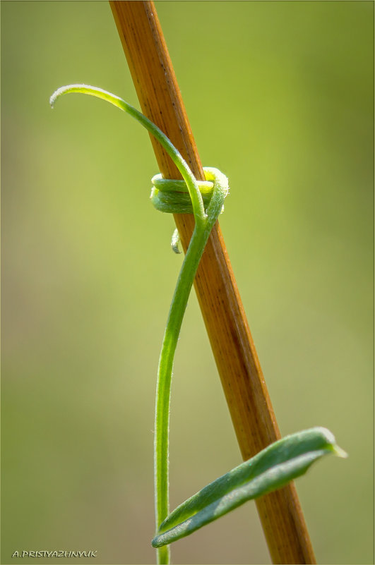 *** - Андрей Пристяжнюк