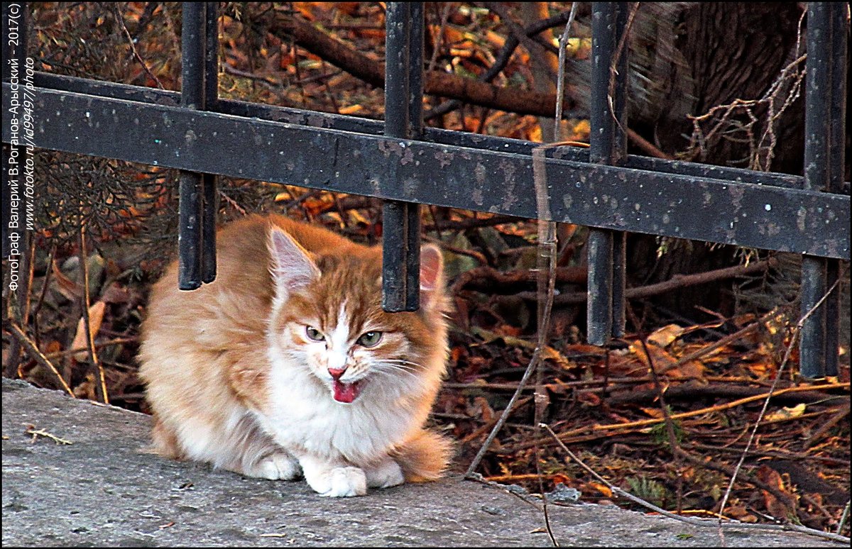 КОТЕЙКА - Валерий Викторович РОГАНОВ-АРЫССКИЙ