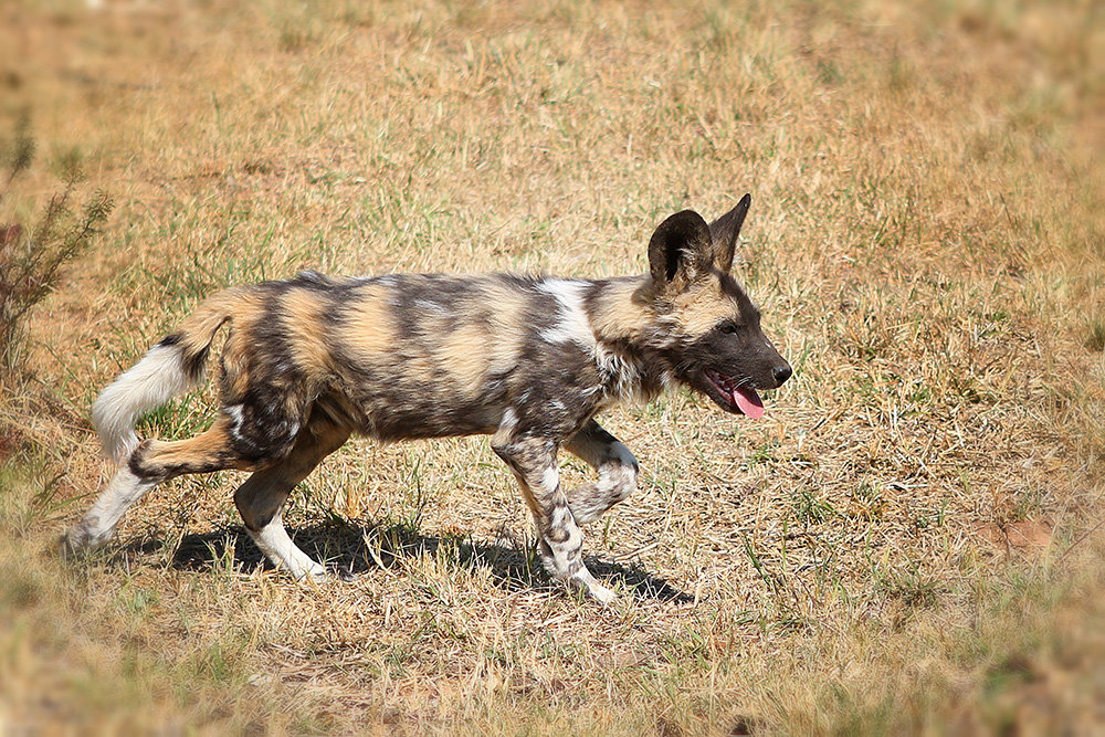 Wild dog - Натали Джатье