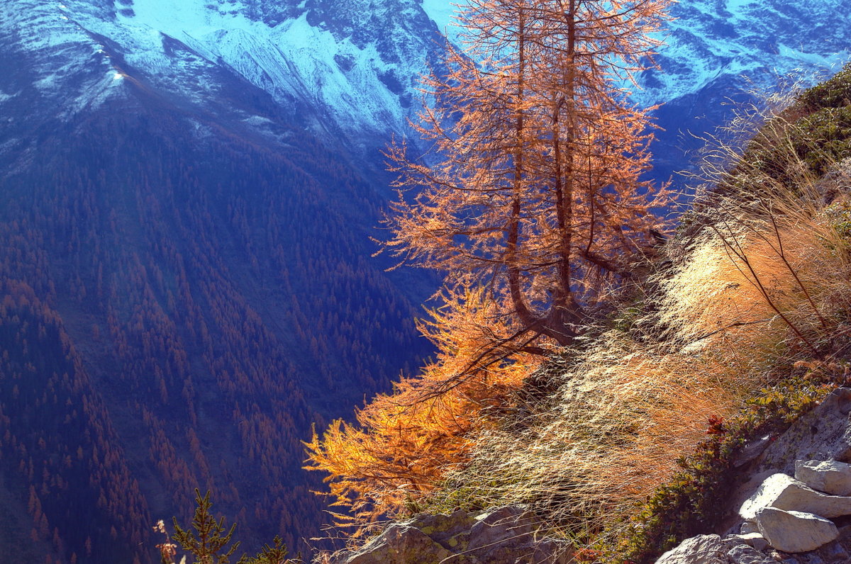 осенний этюд - Elena Wymann осенний этюд - Elena Wymann