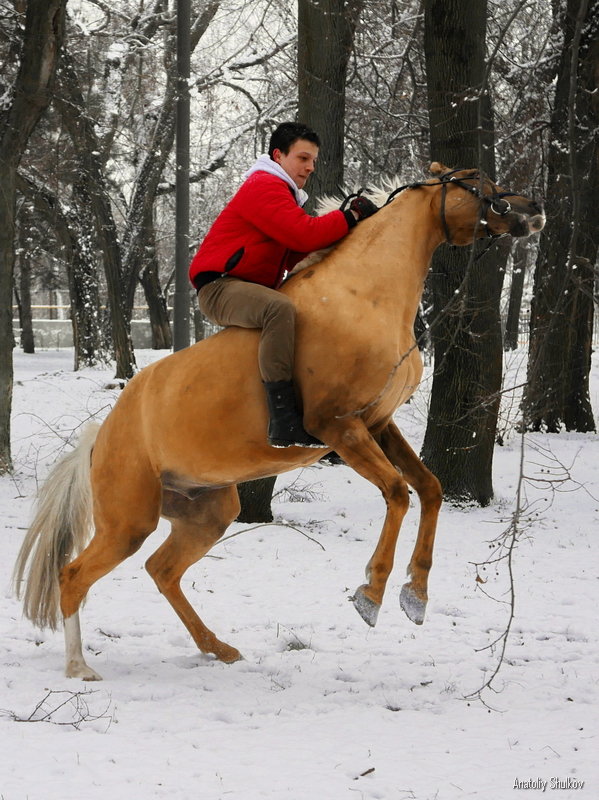 Наездник в красном - Анатолий Шулков