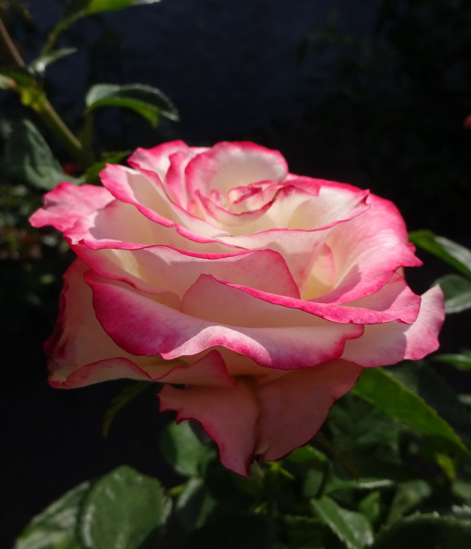 Роза - Елена Кадиева Роза - Елена Кадиева