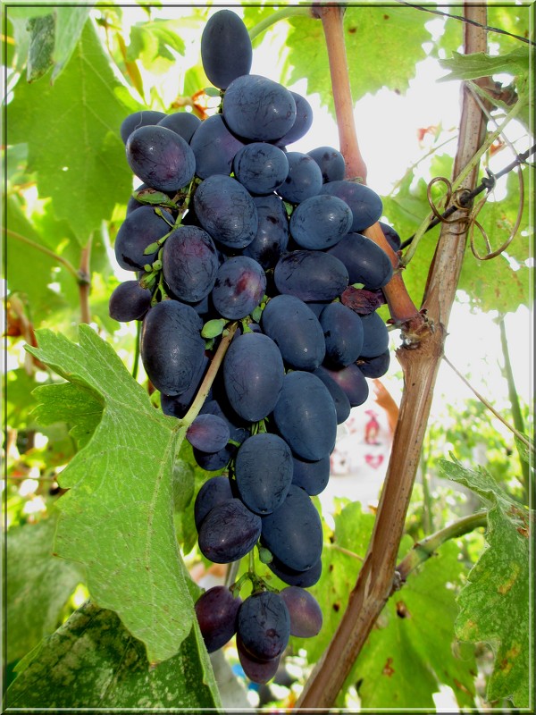 Дитя Земли и Солнца - Анна Бойнегри