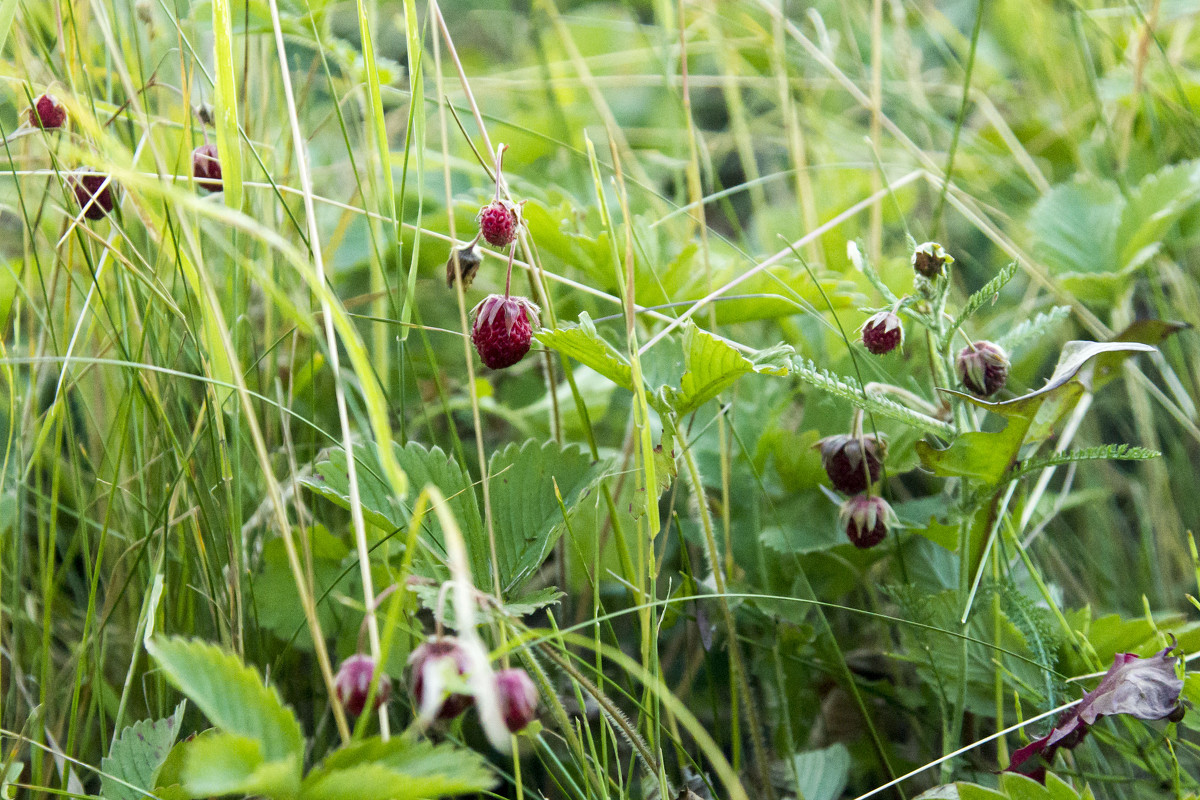 Красна ягода - Юлия Васильева