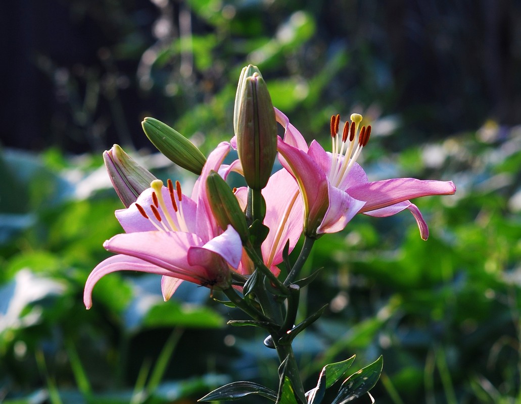 лилия - Лилия Еськина