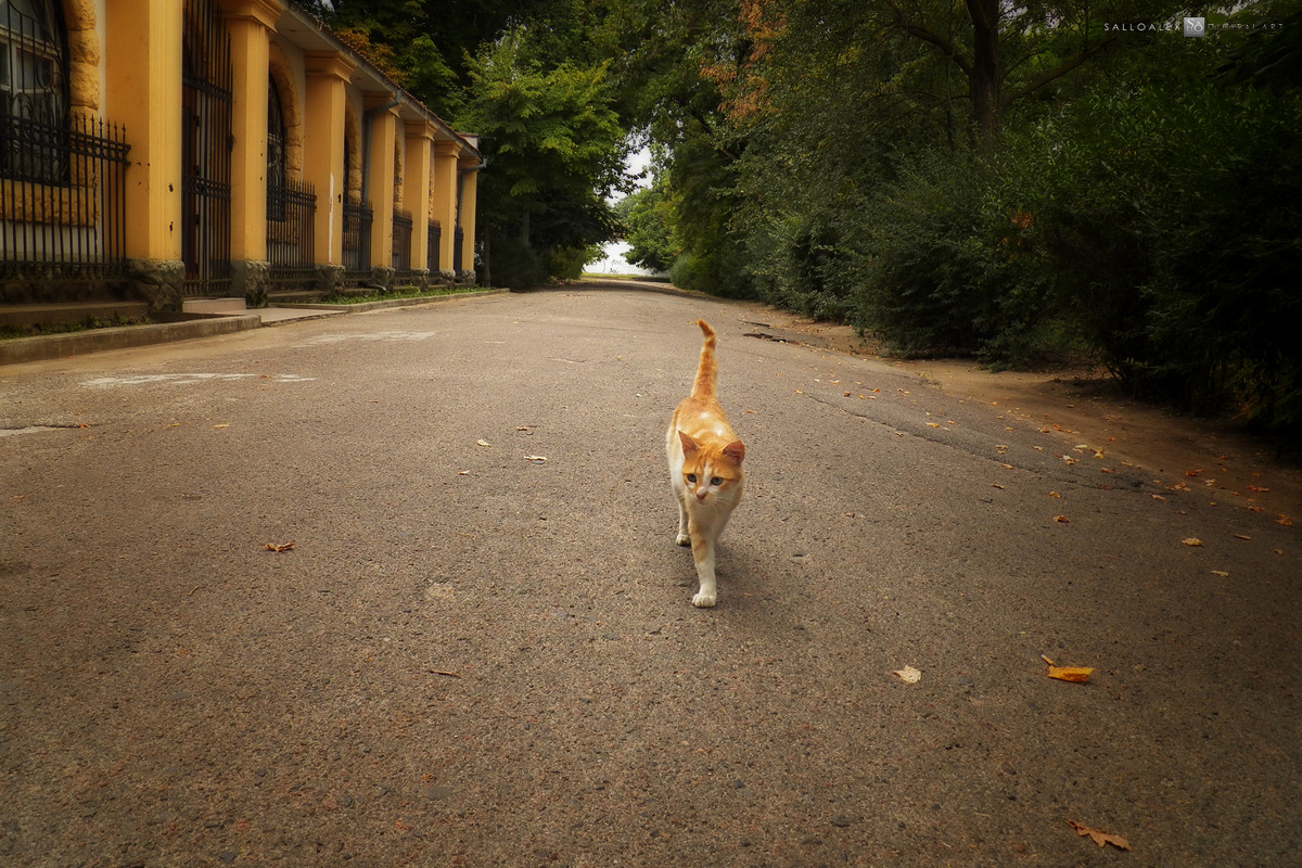 котэ, гуляет само по себе... - Алексей Салло