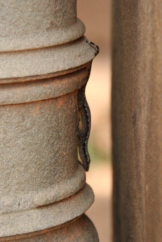 Геккон - Dmitry 