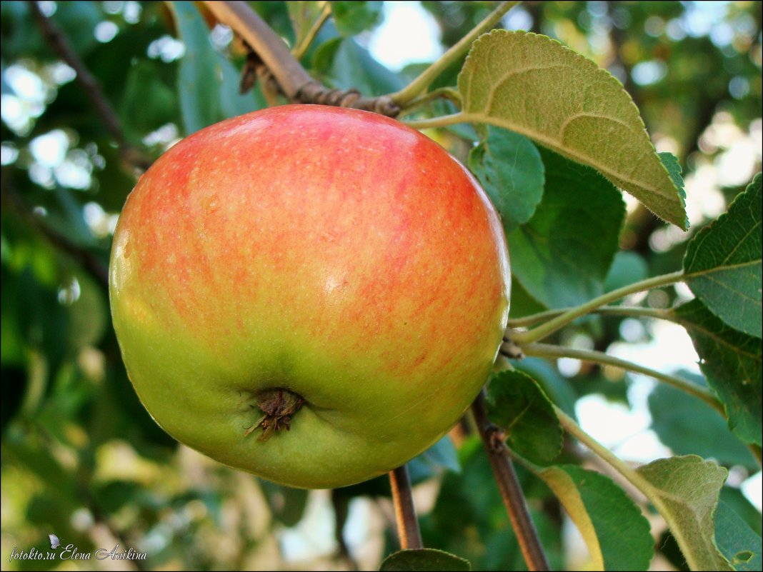 Эх,яблочко! - °•●Елена●•° ♀