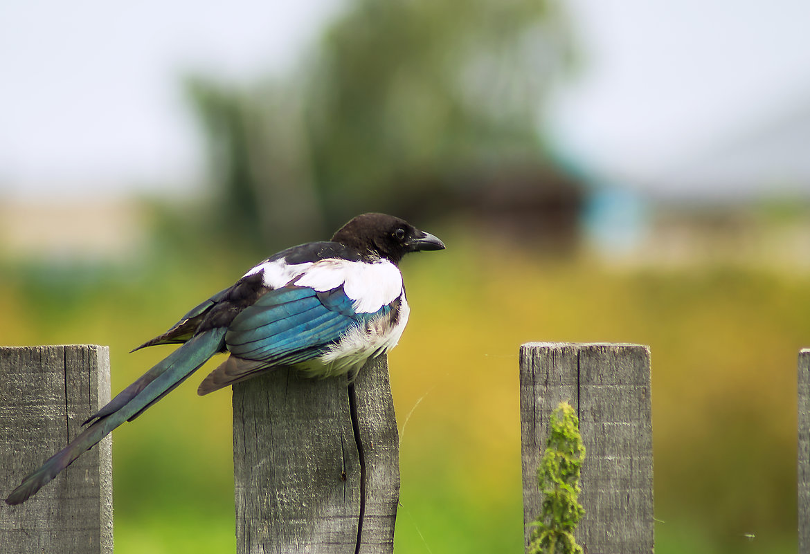 Бесстрашная сорока - Оксана Галлямова