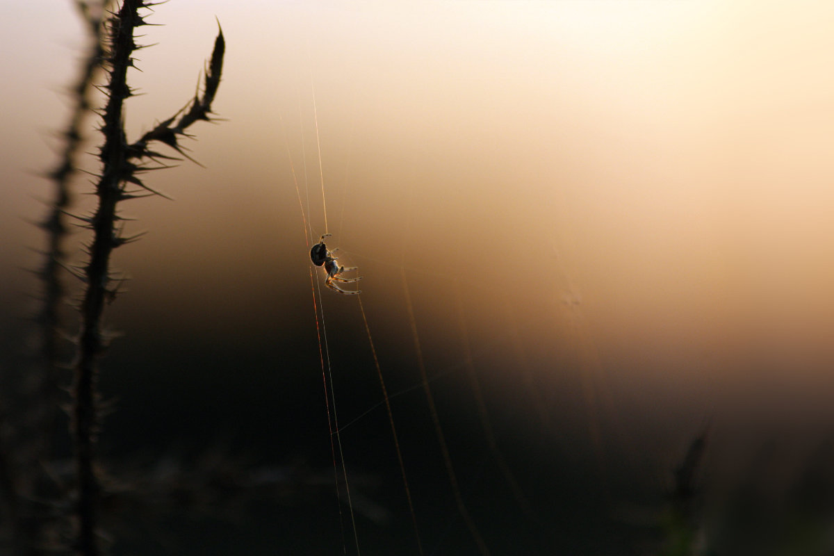 Провожая солнышко - Olenka Провожая солнышко - Olenka