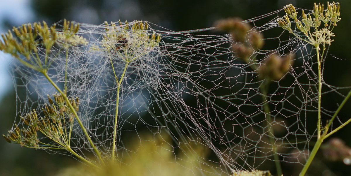 ... - Владимир Гилясев