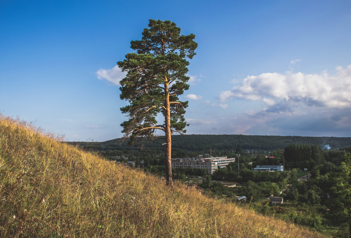 Сосна - Олег Архипов