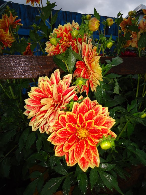 *** - Лариса Рогова *** - Лариса Рогова