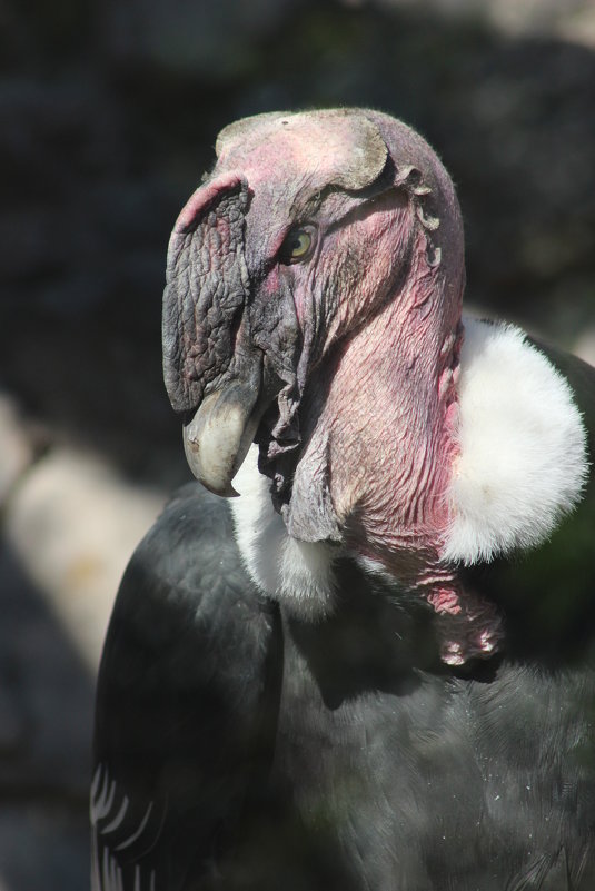 Вспоминая родные Анды - Дмитрий Солоненко Вспоминая родные Анды - Дмитрий Солоненко