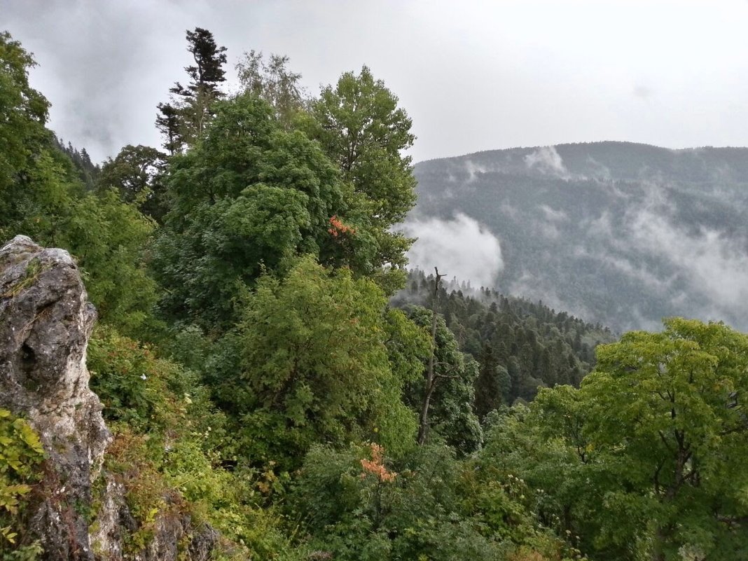 КАВКАЗСКИЙ ЗАПОВЕДНИК - Tata Wolf КАВКАЗСКИЙ ЗАПОВЕДНИК - Tata Wolf